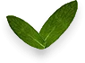 image-06-free-img Leafs